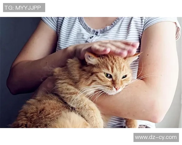 养猫的足球明星揭秘他们与爱猫的温馨故事与趣闻